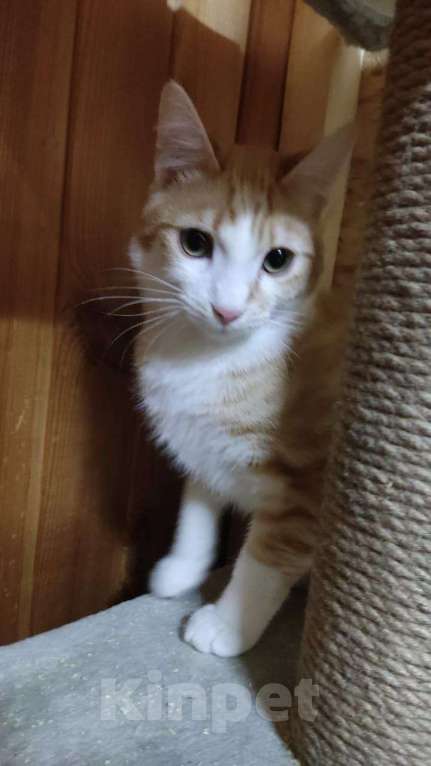 Кошки в Москве: Котенок в добрые руки Мальчик, Бесплатно - фото 4