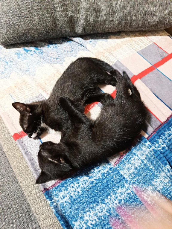 Кошки в Севастополе: Котята в добрые руки Девочка, Бесплатно - фото 5