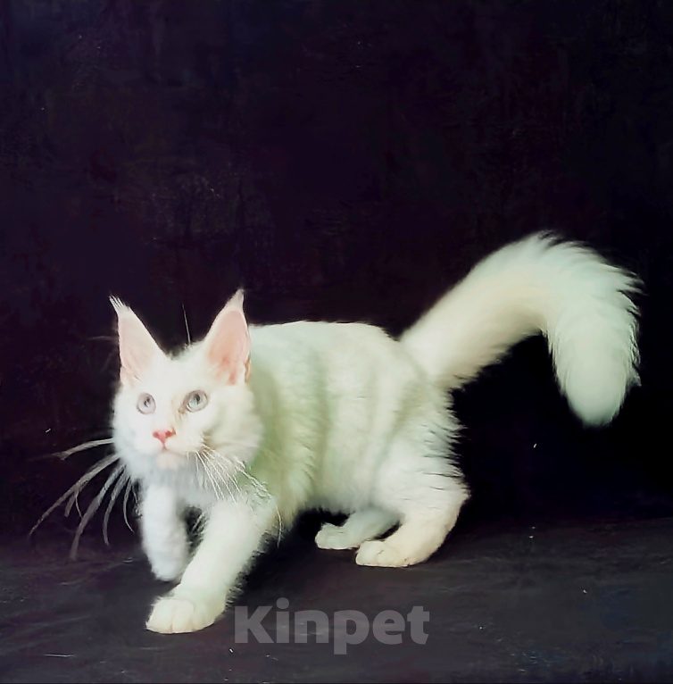 Кошки в Краснодаре: Голубоглазый мальчик Мейн кун Мальчик, 80 000 руб. - фото 2