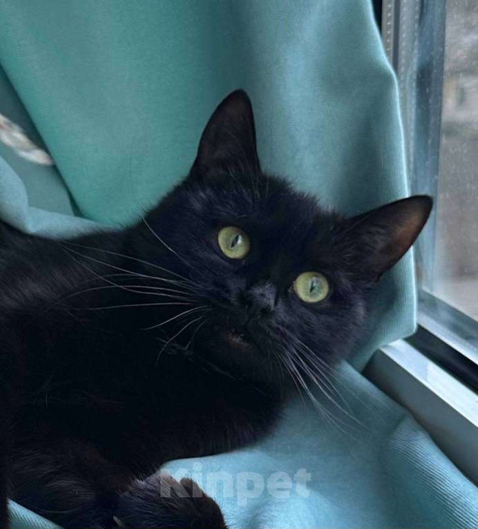 Кошки в Москве: Кошка Багира ищет дом Девочка, Бесплатно - фото 1