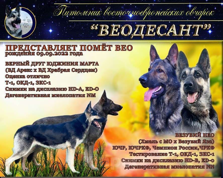 Собаки в Санкт-Петербурге: Щенки восточноевропейской овчарки, 50 000 руб. - фото 1