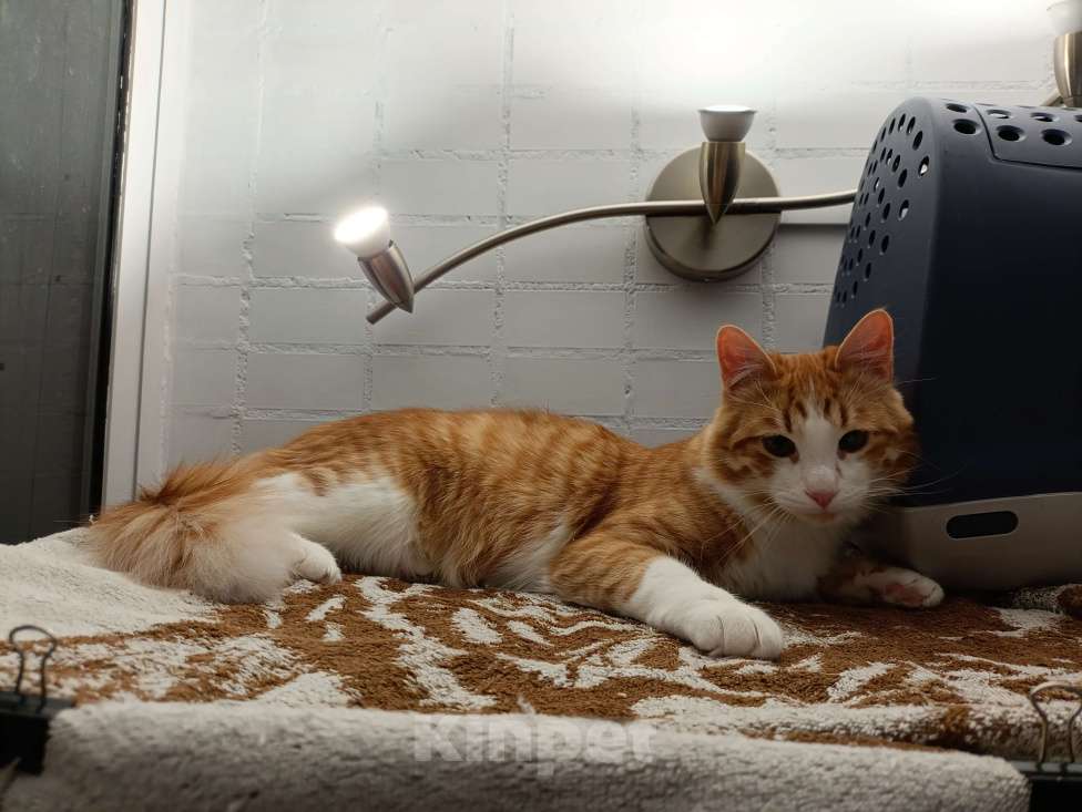 Кошки в Москве: Симба Мальчик, Бесплатно - фото 3