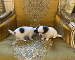 Собаки в других городах Московской области: Предлагается нарядная девочка чихуахуа д/ш Девочка, 100 000 руб. - фото 3