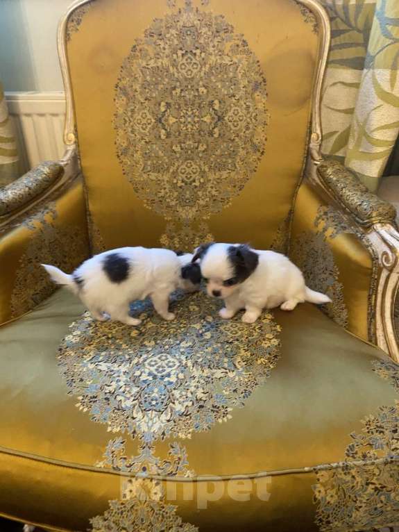 Собаки в других городах Московской области: Предлагается нарядная девочка чихуахуа д/ш Девочка, 100 000 руб. - фото 3