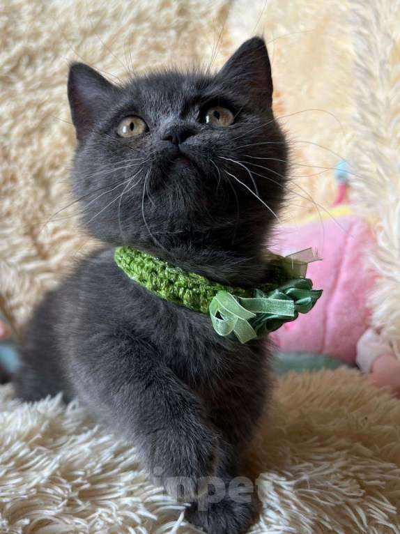 Кошки в Москве: Манчкин менуэт DBE Девочка, 100 000 руб. - фото 4