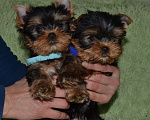 Собаки в Иркутске: Щенки йоркширского терьера Мальчик, 75 000 руб. - фото 6