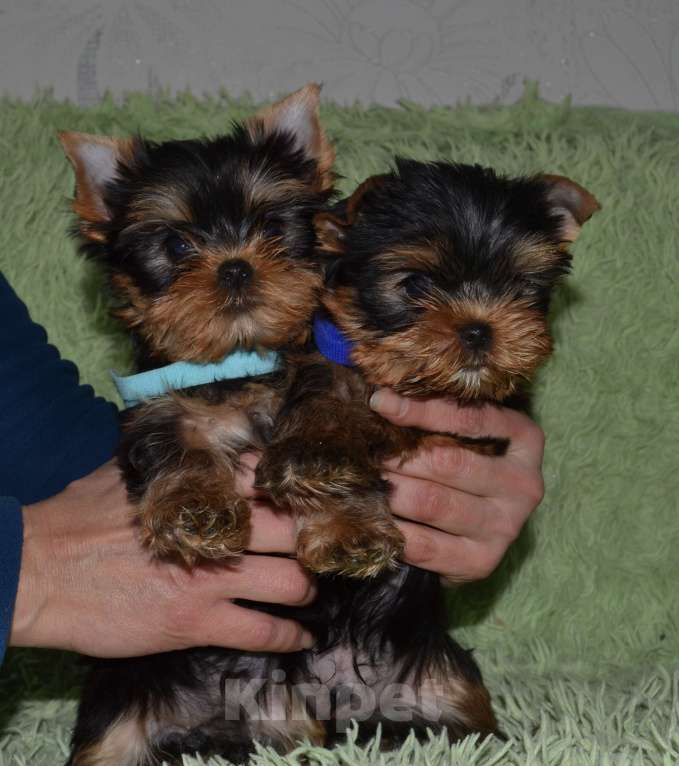 Собаки в Иркутске: Щенки йоркширского терьера Мальчик, 75 000 руб. - фото 6