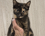 Кошки в Москве: котенок Девочка, Бесплатно - фото 2