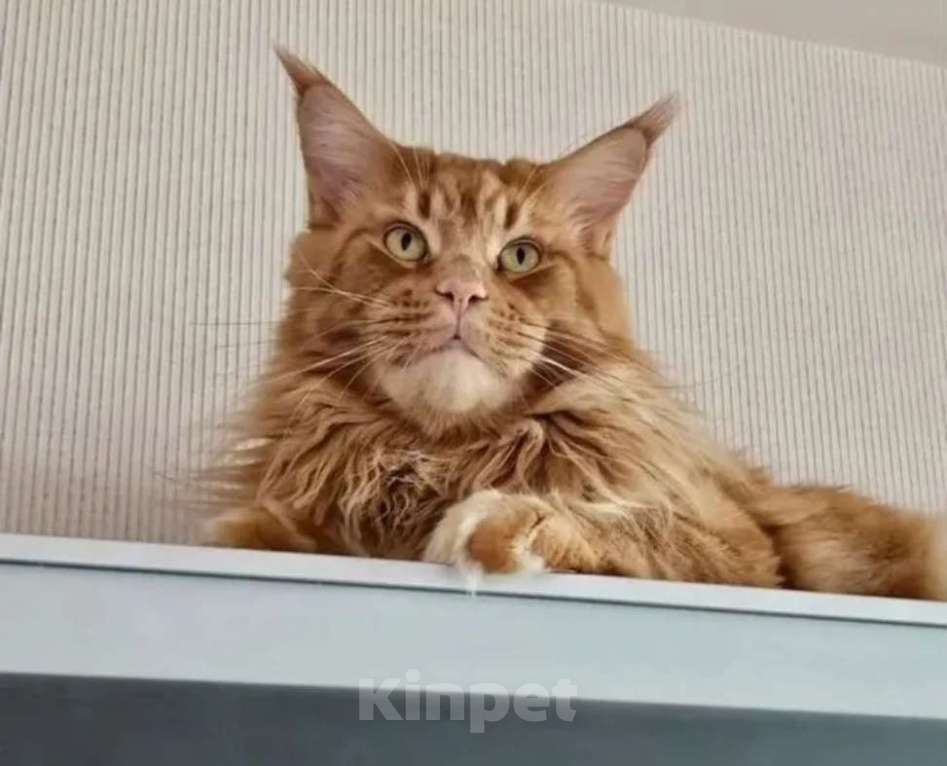 Кошки в Санкт-Петербурге: Кошечка мейн кун Девочка, 12 000 руб. - фото 5