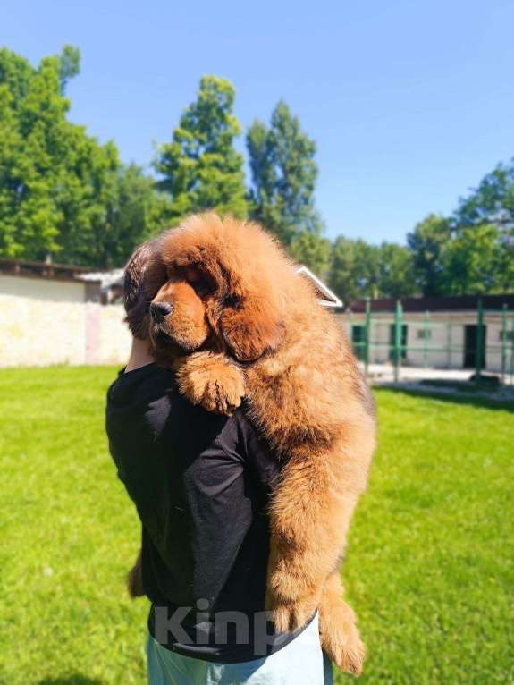 Собаки в Котельнике: Тибетский Мастиф. Девочки. Людей не едят Девочка, 150 руб. - фото 2