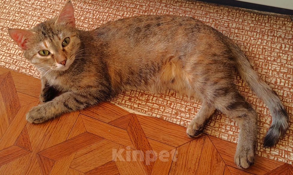 Кошки в Уфе: Кошечка Сима в добрые руки Девочка, Бесплатно - фото 5