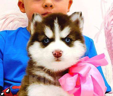 Собаки в Стерлитамаке: Хаски Щенки Разных окрасов Разнополые, Бесплатно - фото 1