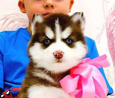 Хаски Щенки Разных окрасов