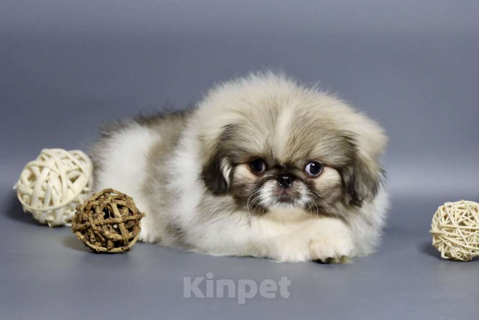 Собаки в Санкт-Петербурге: Мальчик Мальчик, Бесплатно - фото 1