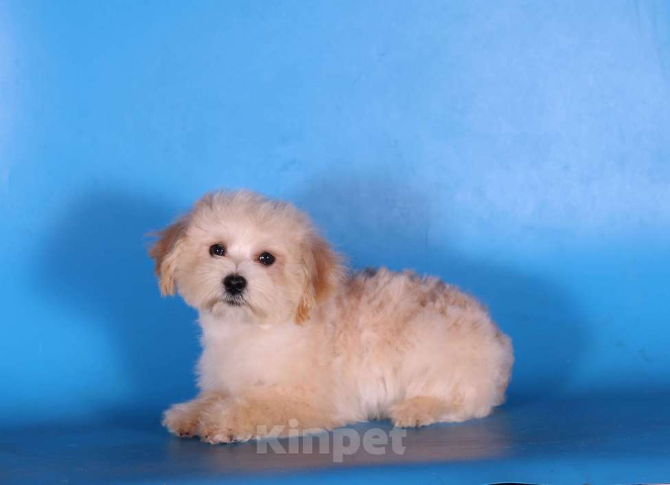 Собаки в Москве: мальтипу Ф1 щенки мини и микро Мальчик, 100 000 руб. - фото 4