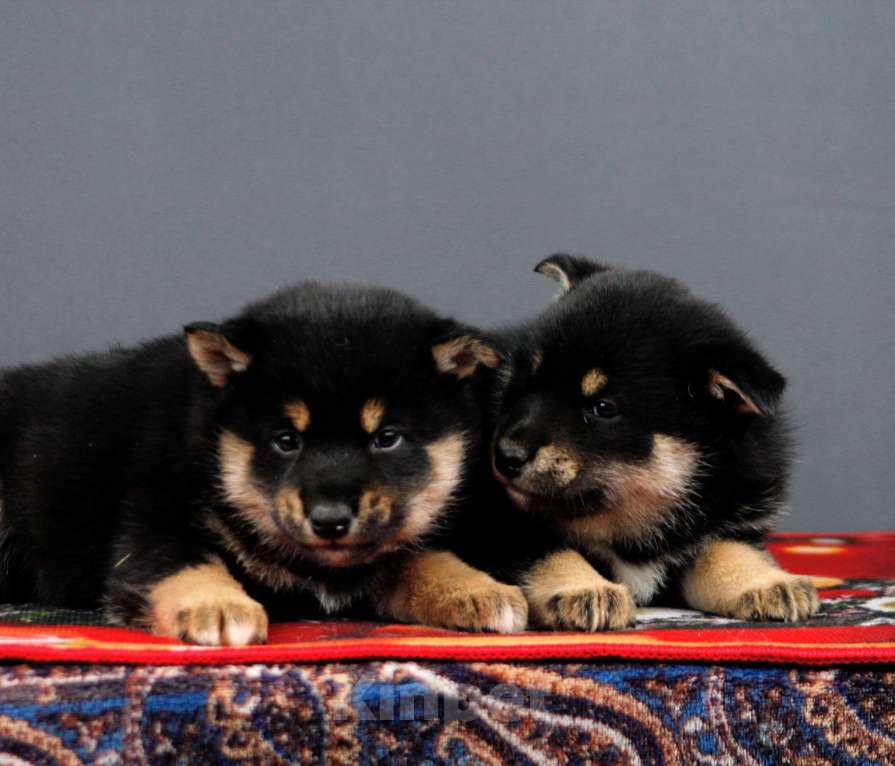 Собаки в других городах Ленинградской области: Отличные породистые щенки Девочка, Бесплатно - фото 1