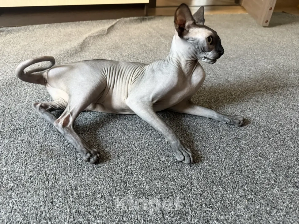 Кошки в Москве: Продам кошечку Девочка, 14 000 руб. - фото 2