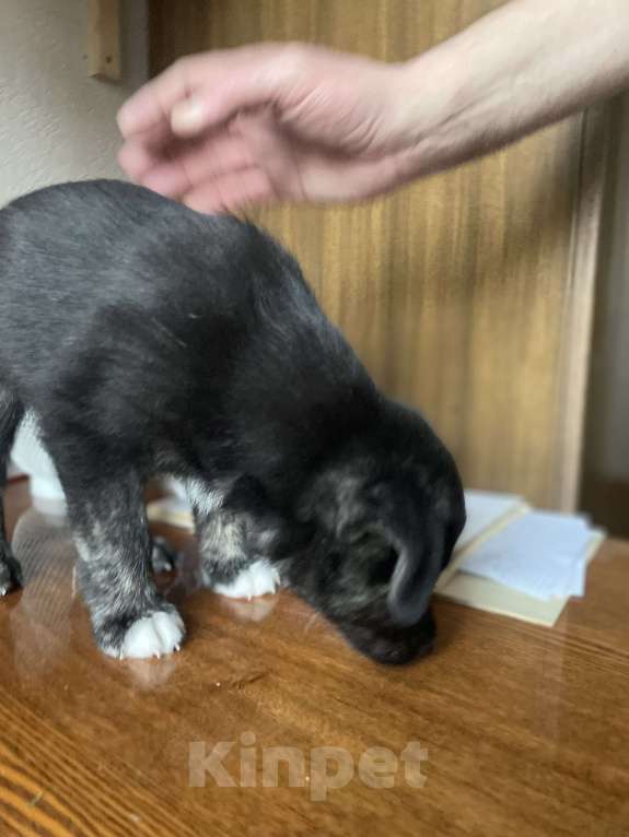 Собаки в Челябинске: Куба  Мальчик, Бесплатно - фото 2