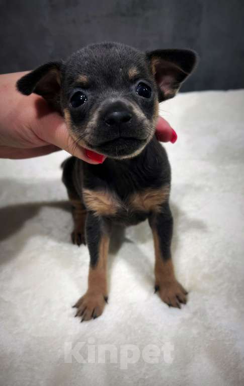 Собаки в Санкт-Петербурге: Щенок русского тоя Мальчик, 50 000 руб. - фото 2