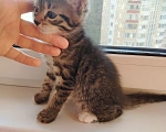 Кошки в Лобне: Котёнок Серёга 1,5 мес Мальчик, Бесплатно - фото 2