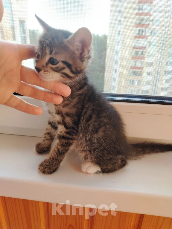 Кошки в Лобне: Котёнок Серёга 1,5 мес Мальчик, Бесплатно - фото 2