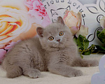 Кошки в Санкт-Петербурге: Британский котик лилового окраса (ген.тиккирован) Мальчик, 40 000 руб. - фото 2