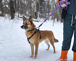 Собаки в Москве: Идеальная квартирная собака Мальчик, Бесплатно - фото 4