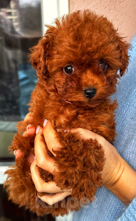 Собаки в Москве: Тикап тедди пудель Китай Девочка, 200 000 руб. - фото 1