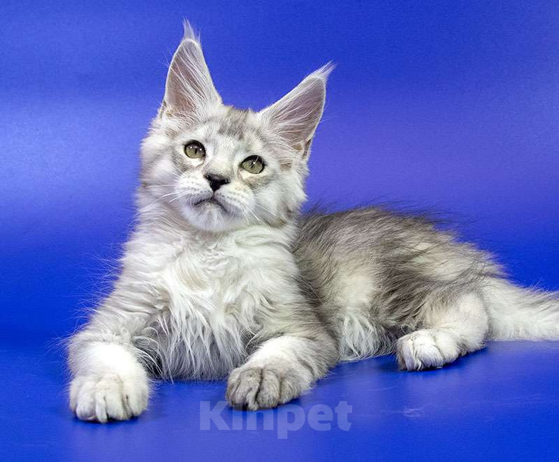 Кошки в Москве: Мейн кун котенок Мальчик, Бесплатно - фото 1