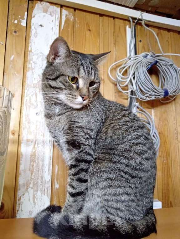 Кошки в Калуге: Барсик – котик компаньон. Молодой кот в добрые руки. Мальчик, Бесплатно - фото 7