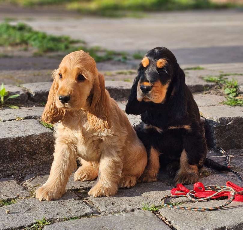 Собаки в Калининграде: Щенки английского кокер спаниеля Разнополые, 60 000 руб. - фото 6