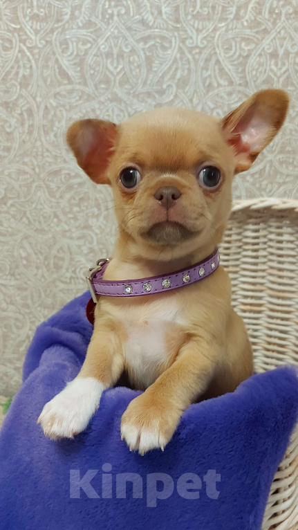 Собаки в Новосибирске: Курносый изабелловый мальчик! Мальчик, Бесплатно - фото 1