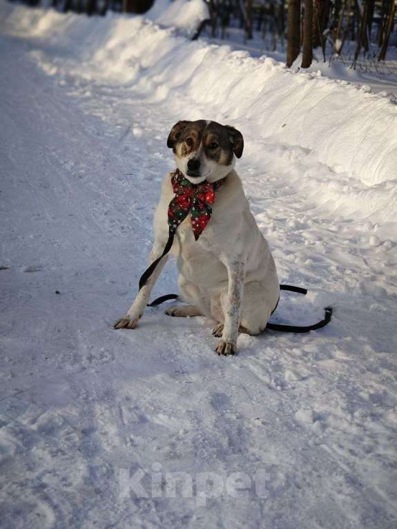 Собаки в Москве: Анита Девочка, Бесплатно - фото 2