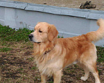 Собаки в Ижевске: Кобель.Вязка. Ретривер Мальчик, Бесплатно - фото 3