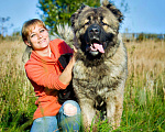 Собаки в Химках: Красивый кавказец в дар, Бесплатно - фото 2