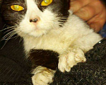 Кошки в Арзамасе: Кошечка, 100 руб. - фото 1