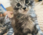 Кошки в Собинке: Мейн-кун котята, 12 000 руб. - фото 1