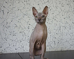 Кошки в Усинске: Котик Донской сфинкс, 4 000 руб. - фото 4