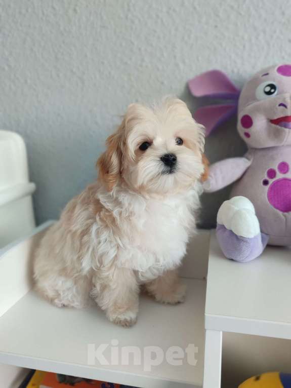 Собаки в Мытищах: Мальтипу F1 Мальчик, 80 000 руб. - фото 2