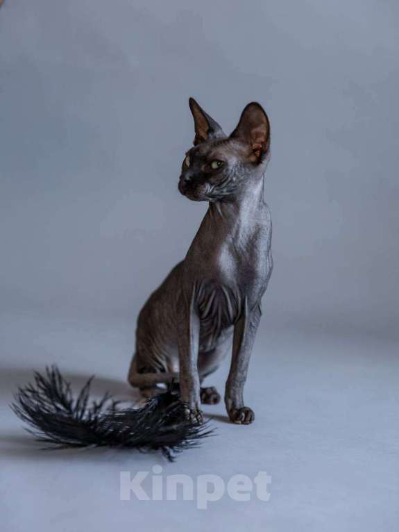 Кошки в Москве: Великолепный канадский сфинкс  Мальчик, 10 000 руб. - фото 3