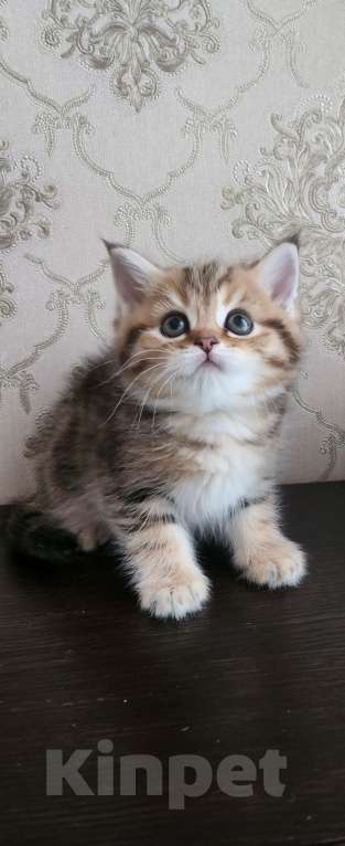 Кошки в Москве: Шотландские  котята  Девочка, 25 000 руб. - фото 3