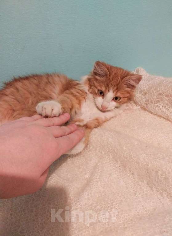 Кошки в Москве: Петя ищет себе уютный дом. Мальчик, Бесплатно - фото 6