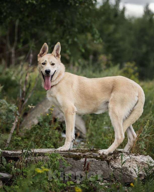 Собаки в Москве: Самый ласковый на свете пес Рэкс Мальчик, Бесплатно - фото 2