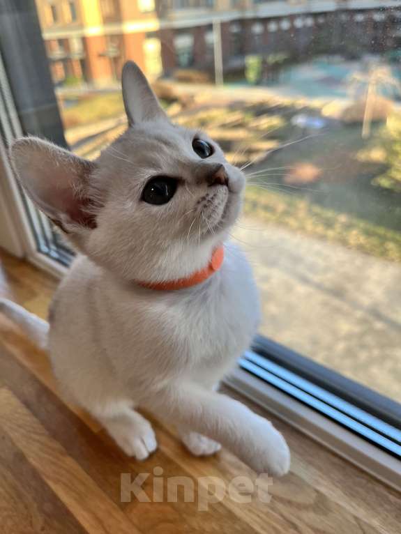 Кошки в других городах Ленинградской области: Котята бурмилла  Мальчик, 60 000 руб. - фото 3