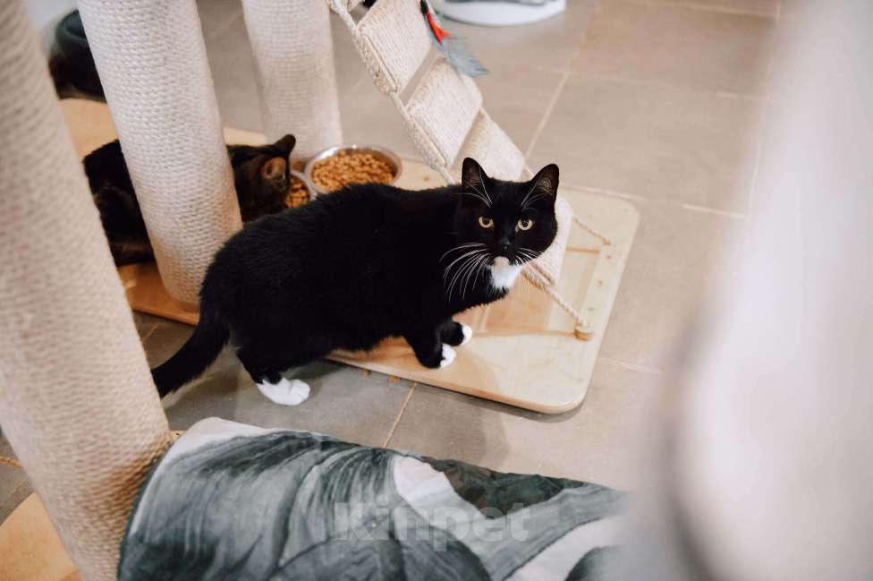 Кошки в других городах Московской области: Урфин ждем именно вас! Мальчик, Бесплатно - фото 5