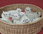 Кошки в Москве: Экзот, экзотический короткошерстный котенок, котята экзоты Разнополые, Бесплатно - фото 1
