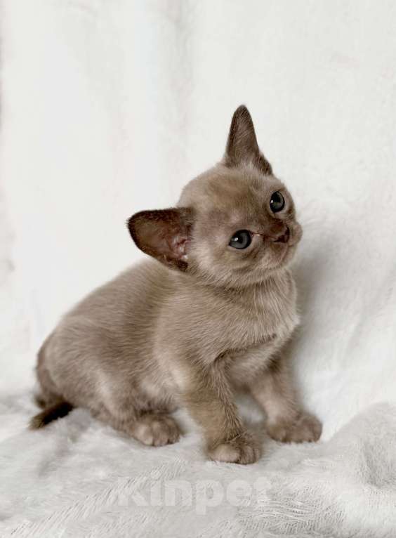 Кошки в Москве: Бурманские котята Девочка, 100 000 руб. - фото 2