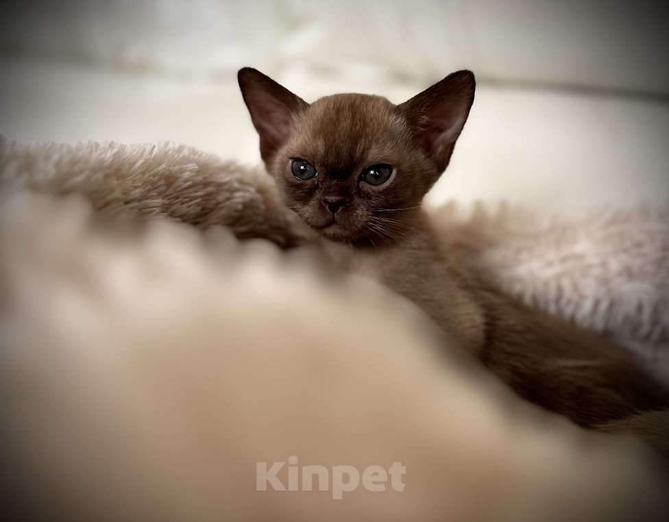 Кошки в Екатеринбурге: Европейские бурманские котята  Мальчик, Бесплатно - фото 5