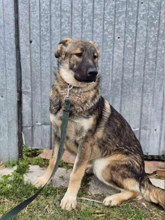 Собаки в других городах Ленинградской области: Самые ласковые щенки-целовашки ищут дом Мальчик, Бесплатно - фото 5