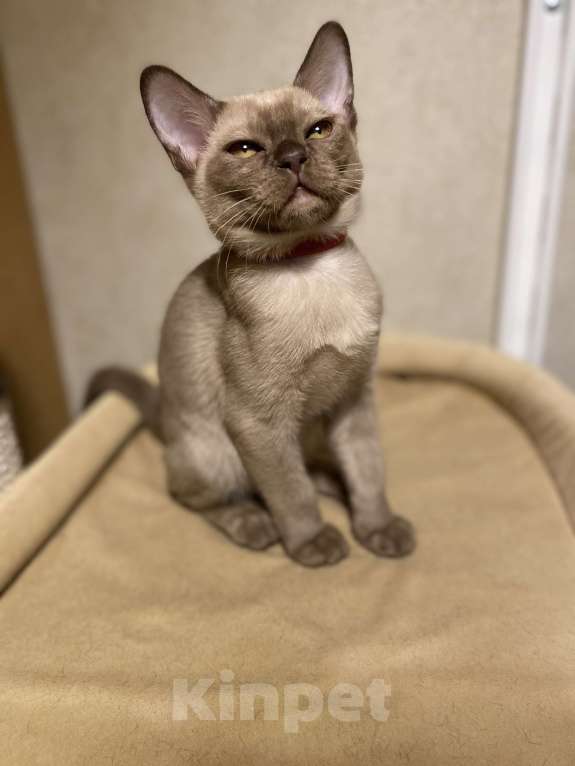 Кошки в Нижнем Новгороде: Бурманские котята Девочка, 50 000 руб. - фото 2